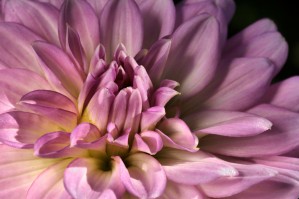 Pink Heart Dahlia